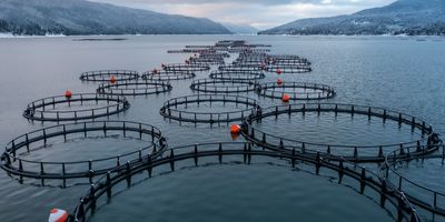 The Overshadowed Environmental Benefits of Aquaculture