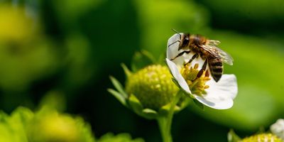 bee-populations-at-risk-of-one-two-punch-from-heat-waves-pathogen-infection-s