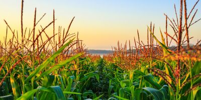 Air Filter Made of Corn Protein Promises Effective, Environmentally-Friendly Filtration