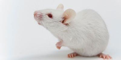 Scientists Create First Mouse Model with Complete Functional Human Immune System