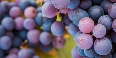 The Origin of the World’s Grapevines